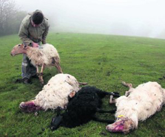 El lobo mata seis ovejas y un ternero en Karrantza